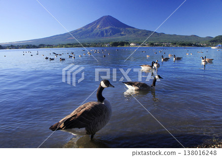 Fuji and birds 138016248