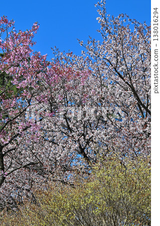 Cherry blossoms, Enkianthus perulatus, and Rhododendron pentaphyllum: Akagi foothills, Maebashi City, Gunma Prefecture Cherry blossoms, Enkianthus perulatus, and Rhododendron pentaphyllum: Akagi foothills, Maebashi City, Gunma Prefecture 138016294
