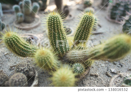 Close-up of a yellowish-green columnar cactus with prominent golden spines 138016532