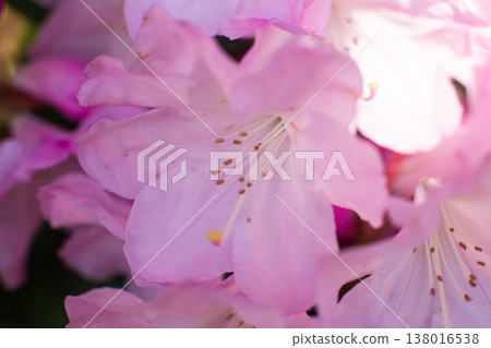 close up of a beautiful pink Rhododendron flower in the garden close up of a beautiful pink Rhododendron flower in the garden 138016538