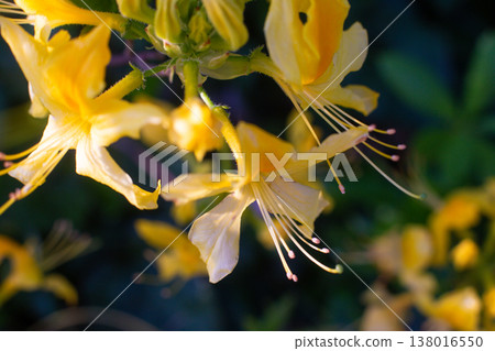 close-up of a beautiful Yellow rhododendron flower in the garden close-up of a beautiful Yellow rhododendron flower in the garden 138016550