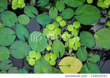 leaves of LIMNOBIUM SPONGE on the surface of the pond leaves of LIMNOBIUM SPONGE on the surface of the pond 138016561