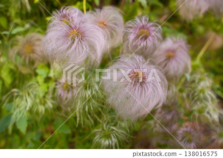 close-up of a beautiful Clematis flower in the garden close-up of a beautiful Clematis flower in the garden 138016575