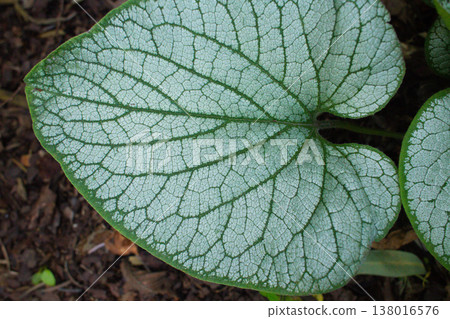 close-up of the texture of a Bruner plant leaf close-up of the texture of a Bruner plant leaf 138016576