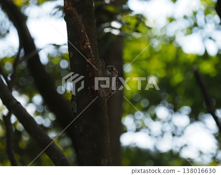Kogera stopping in a tree 138016630