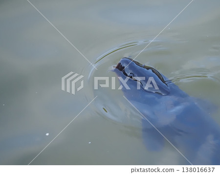 鯉魚躍出水面。 鯉魚躍出水面。 138016637
