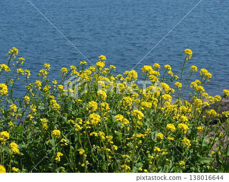 湖邊盛開的油菜花 138016644
