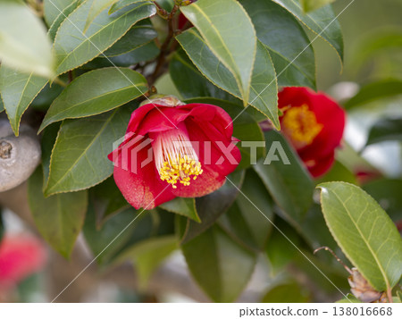 Camellia flowers blooming in the park Camellia flowers blooming in the park 138016668