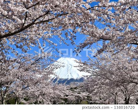 盛開的櫻花和富士山 盛開的櫻花和富士山 138016720