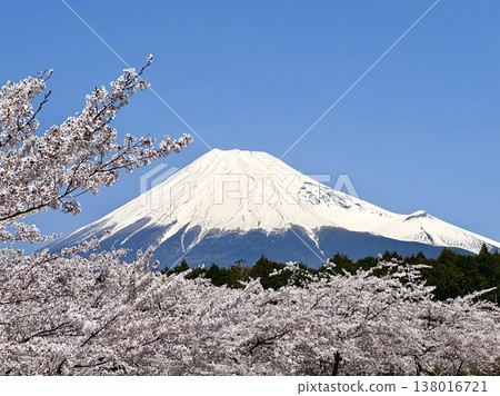富士和櫻花 富士和櫻花 138016721