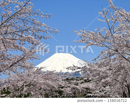 富士和櫻花 富士和櫻花 138016722