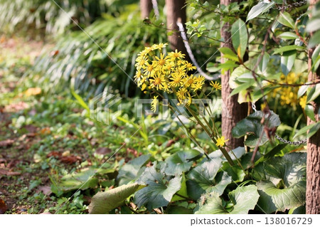 Tsuwabuki flower 138016729