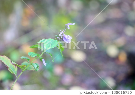 Refreshing autumn clove flowers Refreshing autumn clove flowers 138016730