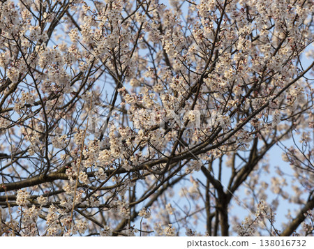Close-up of Edohigan cherry blossoms in the park Close-up of Edohigan cherry blossoms in the park 138016732