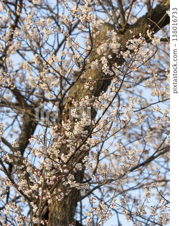 Close-up of Edohigan cherry blossoms in the park Close-up of Edohigan cherry blossoms in the park 138016733