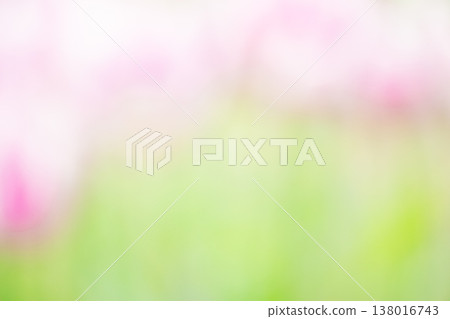 鬱金香花田的模糊背景。 鬱金香花田的模糊背景。 138016743