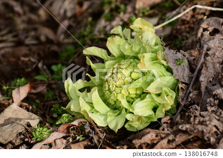 Fully opened butterbur sprouts 138016748