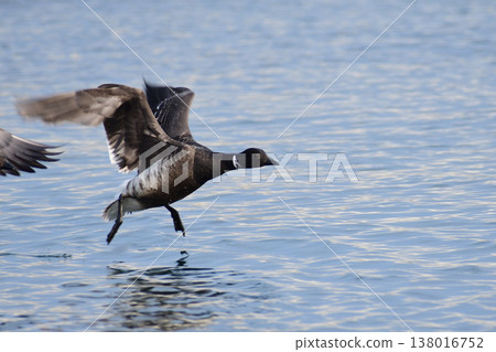 Brant geese taking flight Brant geese taking flight 138016752