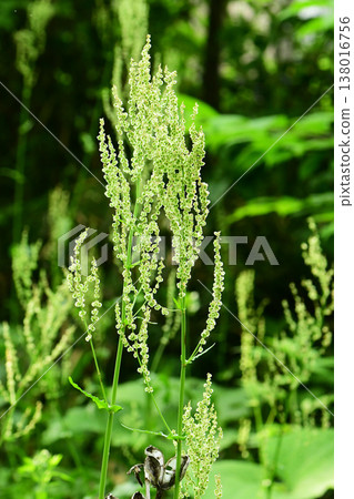 Rumex japonicus flower 138016756