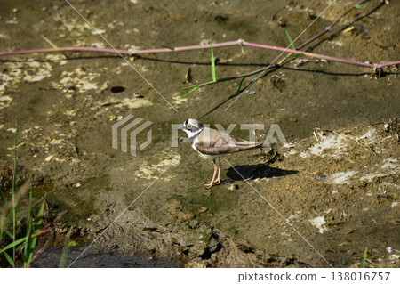 Little ringed plover walking along the riverbank 138016757
