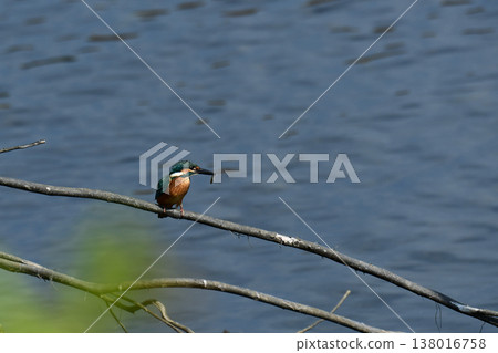 翠鳥嘴裡叼著一條小魚 138016758