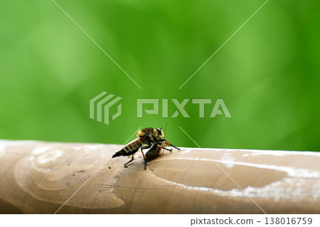 Shioyab抓住了獵物 138016759