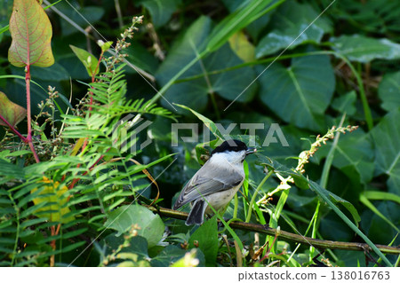 A Japanese tit eating berries in the autumn mountains. A Japanese tit eating berries in the autumn mountains. 138016763