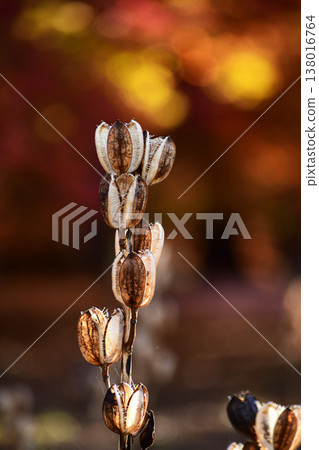 Giant lilies shining amidst the autumn leaves Giant lilies shining amidst the autumn leaves 138016764