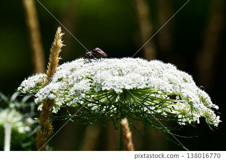 A red-striped stink bug perched on a wild carrot. 138016770