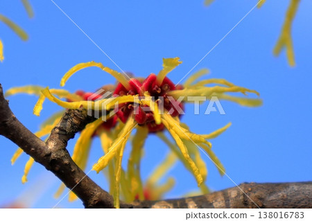 金縷梅花在藍藍的天空中閃耀 金縷梅花在藍藍的天空中閃耀 138016783