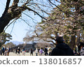 Odawara Castle and Sakura 138016857