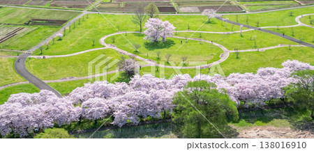 從空中俯瞰岩手縣北上天照地公園,櫻花正值盛開期。 從空中俯瞰岩手縣北上天照地公園,櫻花正值盛開期。 138016910