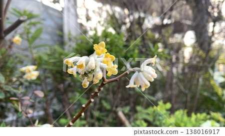 Mitsutama flowers blooming at Minoh Kayano Station 138016917