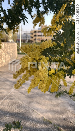 Mimosa near Minoh Kayano Station Mimosa near Minoh Kayano Station 138016920