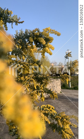 Mimosa near Minoh Kayano Station Mimosa near Minoh Kayano Station 138016922