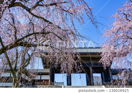Tokyo, Fuchu City, Togo-ji Temple, Weeping Cherry Tree 138016925
