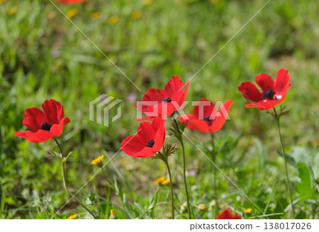 Spring bloom of anemones (Anemone coronaria) in the Negev Spring bloom of anemones (Anemone coronaria) in the Negev 138017026