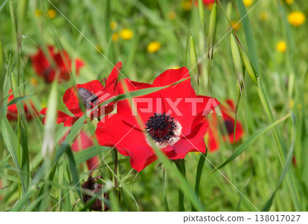 Spring bloom of anemones (Anemone coronaria) in the Negev Spring bloom of anemones (Anemone coronaria) in the Negev 138017027