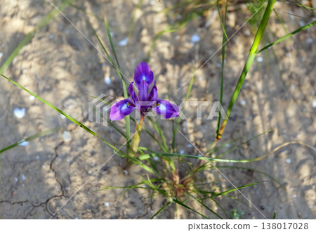 Morea Barbary nut (lat. Moraea sisyrinchium) in the desert Morea Barbary nut (lat. Moraea sisyrinchium) in the desert 138017028