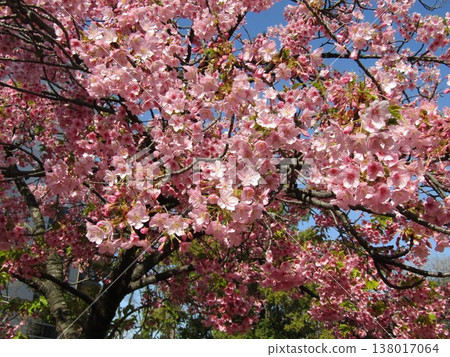 The Kawazu cherry blossoms in full bloom in front of Inagekaigan Station are a beautiful pink color. The Kawazu cherry blossoms in full bloom in front of Inagekaigan Station are a beautiful pink color. 138017064