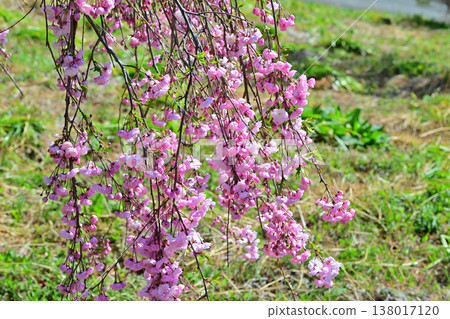Weeping cherry blossoms in full bloom at Akaya-shio Hill, at the foot of Mt. Akagi, Maebashi City, Gunma Prefecture. Weeping cherry blossoms in full bloom at Akaya-shio Hill, at the foot of Mt. Akagi, Maebashi City, Gunma Prefecture. 138017120