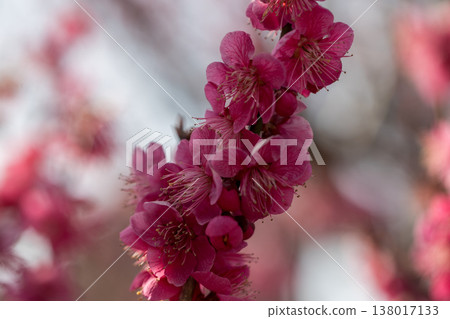 紅梅花 紅梅花 138017133