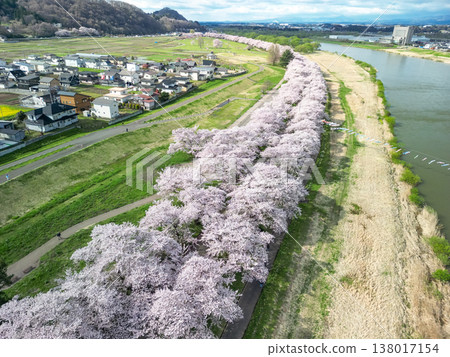 從空中俯瞰岩手縣北上天照地公園,櫻花正值盛開期。 從空中俯瞰岩手縣北上天照地公園,櫻花正值盛開期。 138017154