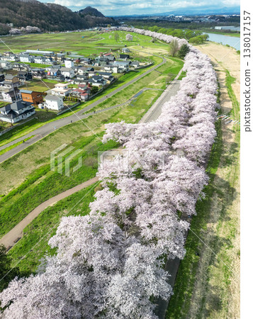 從空中俯瞰岩手縣北上天照地公園,櫻花正值盛開期。 從空中俯瞰岩手縣北上天照地公園,櫻花正值盛開期。 138017157