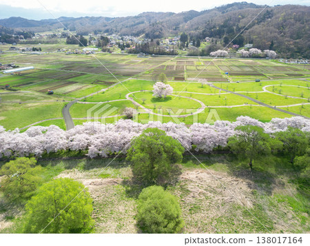 Aerial view of Kitakami Tenshochi Park in Iwate Prefecture, where cherry blossoms are in full bloom. 138017164