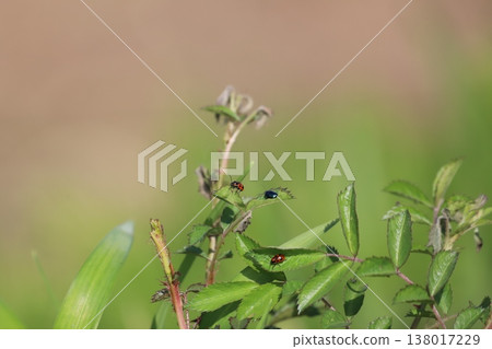 Leaf beetles perched on leaves 138017229