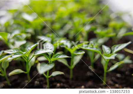 Close-up of young green seedlings growing in soil 138017253