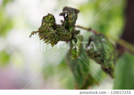 Close-up of Green Plant Leaves Infested with Aphids 138017258