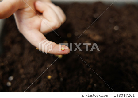 Hand Holding Seed Above Soil for Planting Hand Holding Seed Above Soil for Planting 138017261