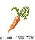 Watercolor carrot illustration 138017330